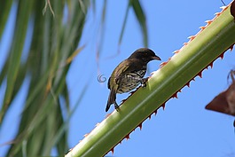 palmchat,dulus dominicus,鳥