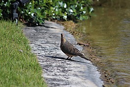 麻雀地面鴿子,斑鳩,鳥