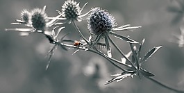 瓢蟲,昆蟲,野生生活