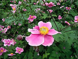 花,粉红色,曼海姆