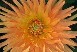 花,菊花,植物區(qū)系