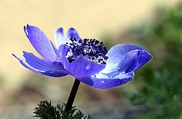 花,雌蕊,宏