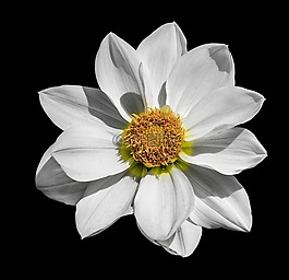 大丽花,花,白