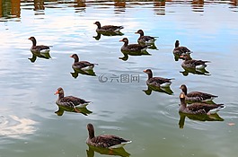 鵝,鳥(niǎo),野鴨
