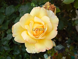 玫瑰,黃色,花