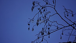 柳絮,桤木,杂志树柳絮