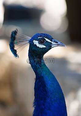 鳥(niǎo),動(dòng)物的生命,動(dòng)物