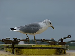 鷗,鳥(niǎo),海