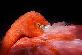 鳥(niǎo),沒(méi)有人,大自然