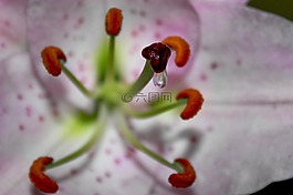 百合,雌蕊,花粉
