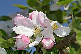 蘋果樹開花,蘋果花,開花