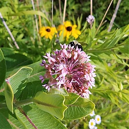 野生花卉,蜜蜂,昆蟲