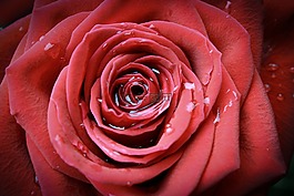 玫瑰,花,花瓣