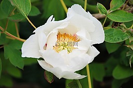 茶花,灌木,花園