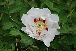 茶花,灌木,花園