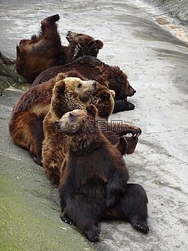 熊,動(dòng)物園,福利
