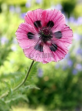 罌粟,花,花園
