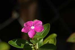 紫色的小花,區(qū)域,鮮花