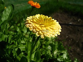 萬壽菊,黃色,夏天