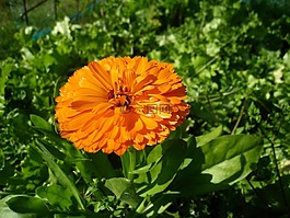 萬(wàn)壽菊,橙色,夏天