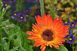 花,自然,植物區(qū)系