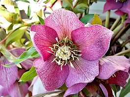 花,粉色,蘭花