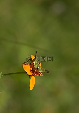 黃色花,鮮花,區(qū)域