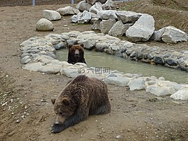 熊,公園,動(dòng)物園