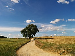 路,景觀,樹