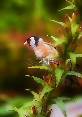 鳥,性質(zhì),動物區(qū)系
