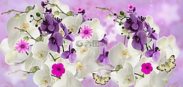 蘭花,鮮花,花園