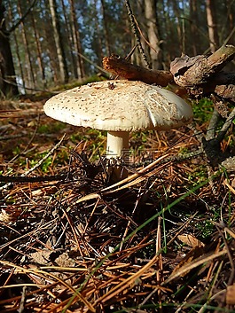 蘑菇,森林,秋