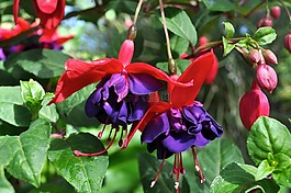 鮮花,植物區(qū)系,花的