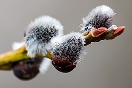 褪色柳,salicaceae,核心eudikotyledonen