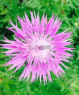 矢車(chē)菊,紫,花