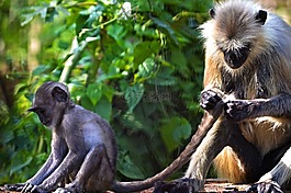 動(dòng)物,母親,自然