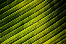 葉子,香蕉,光
