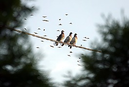 鴿子,會議,鳥