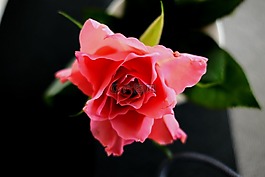 玫瑰,紅玫瑰,開花