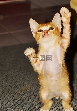 動物群,動物,貓
