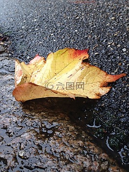 叶,性质,死叶