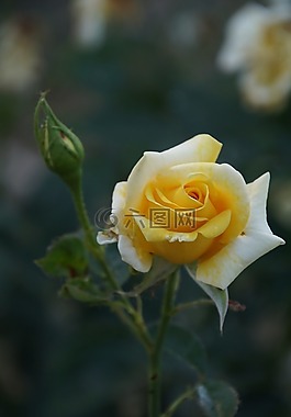 玫瑰,開花,關(guān)閉