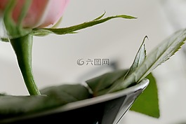 玫瑰,紅玫瑰,開花