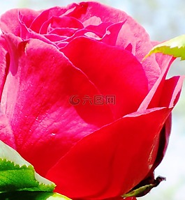 玫瑰,紅色,開花
