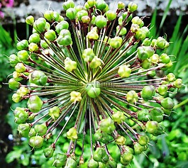 花,花園,褪色
