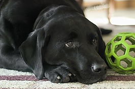 狗,拉布拉多犬,黑實驗室