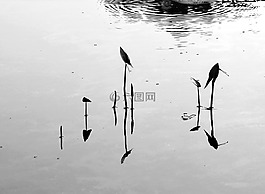 反思,黑色和白色,河