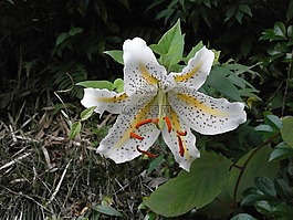 百合,尤里 ·,yamayuri