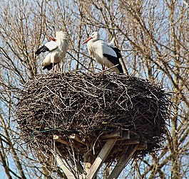 storchennest,鸛夫妻,鸛