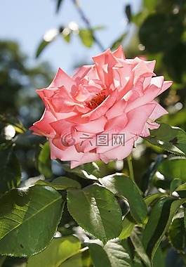 玫瑰,開(kāi)花,關(guān)閉